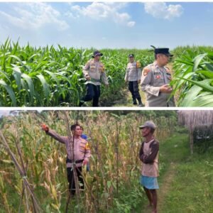 Polsek Krembung Dukung Ketahanan Pangan Lewat Tanaman Jagung Serta Himbauan Cara Perawatan 