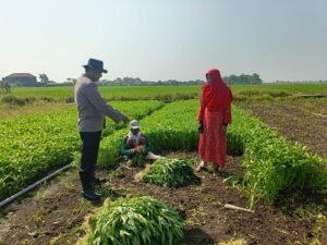 Dukung Ketahanan Pangan Polsek Porong Persembahkan Sayur Kangkung