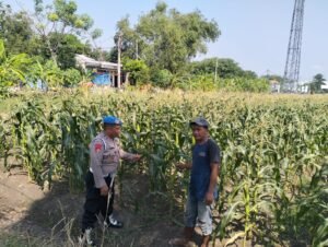 Bhabinkamtibmas Desa Gamping Dampingi Petani Rawat Tanaman Jagung untuk Dukung Ketahanan Pangan