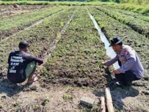 Polsek Porong Dorong Petani Bawang Merah Dukung Ketahanan pangan 