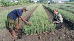 Bhabinkamtibmas Terik Dampingi Warga Rawat Tanaman Bawang Merah Wujudkan Ketahanan Pangan