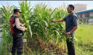 Bhabinkamtibmas dan Warga Desa Keboharan Kompak Rawat Tanaman Jagung Dukung Ketahanan Pangan
