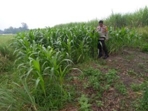 Polsek Krembung Terus Control Tanaman Jagung Dukung Ketahanan pangan 