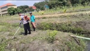 Bhabinkamtibmas Junwangi Bersama Warga Lakukan Pemotongan Rumput di Lahan Jagung