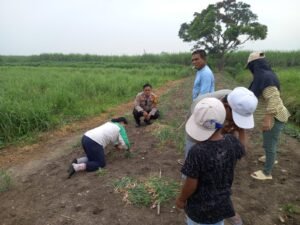 Kanit Binmas Polsek Krembung Dukung Ketahanan Pangan Melalui Petani Bawang Merah 