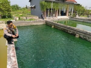 Kanit Binmas Polsek Krembung Dukung Ketahanan Pangan Melalui Petani Budidaya Ikan Gurami 