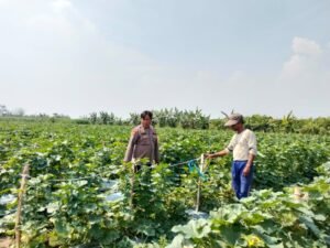 Polsek Prambon Dukung Ketahanan Pangan Bersama Petani Buah Melon