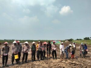 Polsek Prambon dan Forkopimka Gelar Penanaman Jagung Serentak Secara Daring