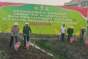 Polresta Sidoarjo dan Forkopimda Tanam Jagung & Tebar Benih Ikan Nila di Ponpes Al-Amanah, Gandeng UNESA Surabaya