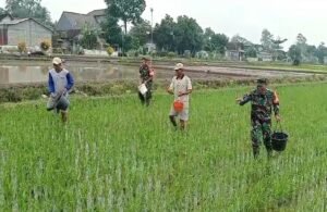 Tingkatkan Produktivitas Panen, Babinsa Desa Pojok Dampingi Petani Lakukan Pemupukan Padi
