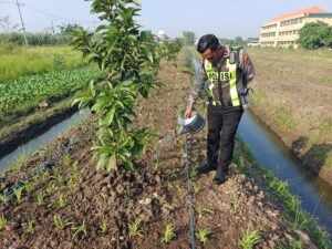 Polsek Krian Aktif Dukung Ketahanan Pangan Melalui Perawatan Tanaman Jagung di Pondok Al Amanah Junwangi