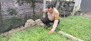 Bhabinkamtibmas Kelurahan Cemengkalang Support Petani Kangkung Dukung ketahanan pangan 