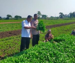Dukung Ketahanan Pangan Polsek Prambon Persembahkan Sayur Kangkung