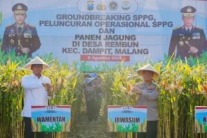 Panen Raya Jagung di Malang, Wujud Nyata Komitmen Polri dalam Ketahanan Pangan Nasional 