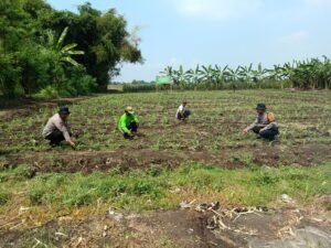 Polsek Balongbendo Dukung Program Ketahanan Pangan, Olah Lahan Tidur di Pesantren Jadi Produktif