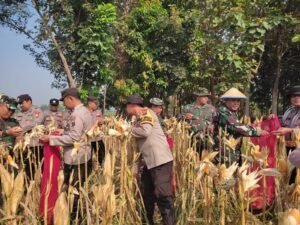 Panen Jagung di Desa Lemujut Krembung Dukung Program Ketahanan Pangan 