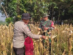 Forkopimca Krembung Panen Raya Jagung di Desa Lemujut, Dukung Ketahanan Pangan Polresta Sidoarjo 