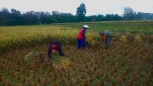 Babinsa Jambewangi Dampingi Petani Panen Padi di Lahan Poktan Budi Tani