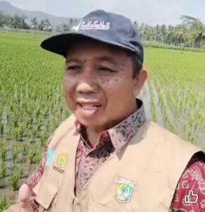 Swasembada Pangan Nasional,PPL Kecamatan Kepanjen Sukses Dampingi Petani Desa Jenggolo.