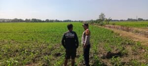 Upaya Polsek Tarik Dorong Program Ketahanan Pangan, Bhabinkamtibmas Dampingi Petani