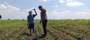 Polsek Tarik Gelar Patroli Lahan Jagung Dukung Ketahanan Pangan