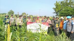 Polsek Krembung Gelar Panen Jagung Serentak Kwartal III Bersama Forkopimka 