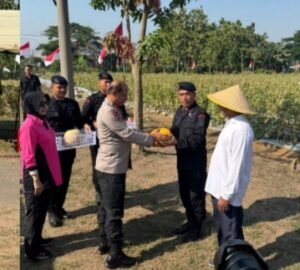 Polresta Sidoarjo Beserta Satbrimob Polda Jatim Panen Raya Melon dan Semangka.