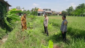 Kapolsek Sukodono Tinjau Lahan Bumdes Bangsri Dukung Program Ketahanan Pangan Nasional