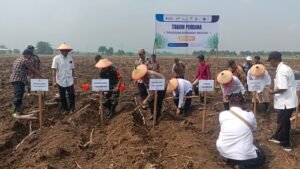 Tanam Perdana Program Bongkar Ratoon di Desa Kepadangan Tulangan Berjalan Lancar 