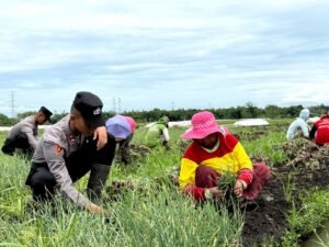 Live In’ : Siswa Diktukba SPN Polda Jatim Bantu Petani Bawang Merah di Nganjuk