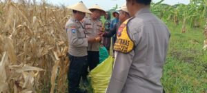 Polsek Tulangan dan Petani Gelar Panen Jagung di Lahan Produktif Desa Pangkemiri