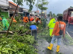Pohon Tumbang Timpa Mobil di Buduran, Polsek Buduran Gerak Cepat Lakukan Penanganan