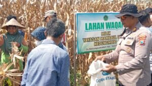 Polsek Balongbendo Panen Jagung bersama Ponpes Mambaul Ulum 