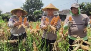 Perhatian Kapolsek Wonoayu pada Pertanian, Ikut Panen Jagung Bersama Warga Simoketawang