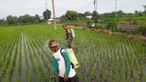 Bantu Perawatan Tanaman Padi, Babinsa Kelurahan Satrean Dampingi Poktan Kembang Kuning
