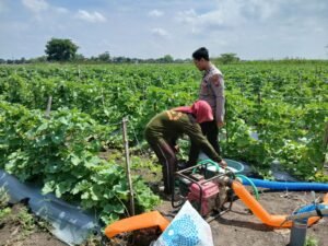 Polsek Tarik Monitoring Ketahanan Pangan Petani Melon di Desa Gampingrowo