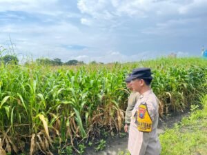 Bhabinkamtibmas Polsek Taman Cek Lahan Jagung dan Berdialog dengan Warga