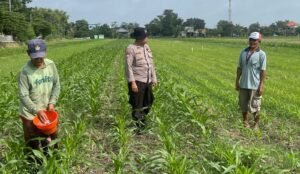 Bhabinkamtibmas Bakung Temenggungan Optimalkan Lahan Jagung Ketahanan Pangan 