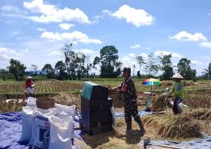 Dukung Swasembada Pangan Nasional, Babinsa Desa Slumbung Dampingi Petani Panen Padi