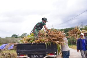 Wujud Kemanunggalan, Satgas TMMD Ke 127 Kodim 0808 Bantu Warga Panggul Pakan Ternak Dari Kebun