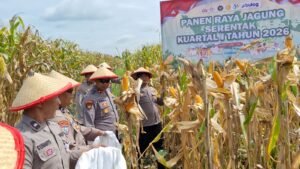 Polsek Balongbendo Panen Raya Jagung Dukung Ketahanan Pangan Nasional