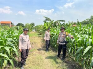 Cek Tanaman Jagung, Polsek Krembung Berharap Dongkrak Ketahanan Pangan
