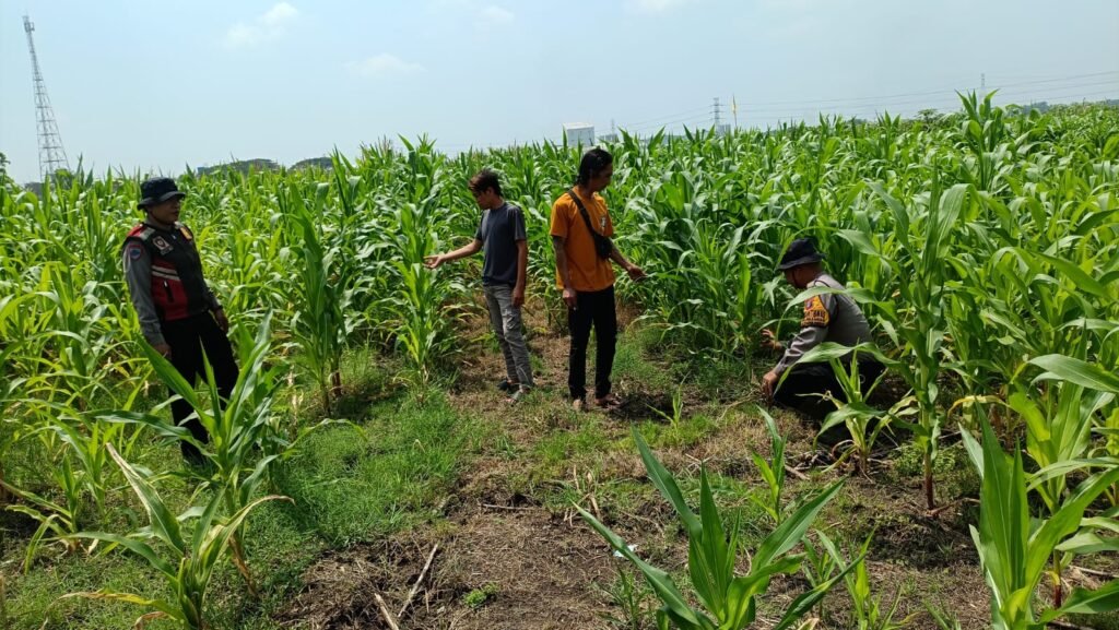 Dorong Swasembada Pangan, Polisi Tinjau Lahan Jagung Siap Panen di Balongbendo