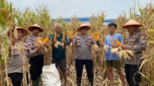 Wujudkan Ketahanan Pangan, Polsek Balongbendo Panen Jagung di Desa Wonokupang
