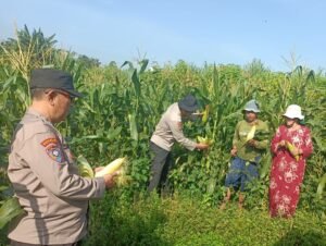 Panen Jagung 800 Kg, Polsek Porong Gandeng Petani Wujudkan Swasembada Pangan