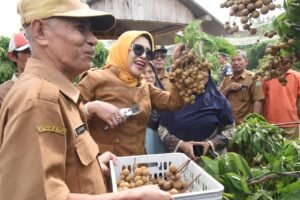 Wabup Sidoarjo Apresiasi Wisata Petik Buah Klengkeng di Yulianto Garden Farm