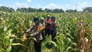 Polresta Sidoarjo Dorong Swasembada Pangan, Lahan Jagung di Balongbendo Siap Panen