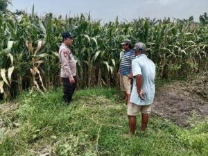 Polsek Balongbendo Tinjau Kesiapan Panen Jagung, Dukung Ketahanan Pangan 