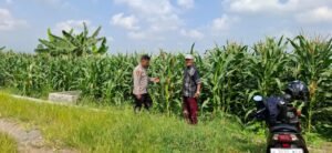 Polsek Tanggulangin Optimalkan Pengelolaan Lahan Jagung Dukung Ketahanan Pangan