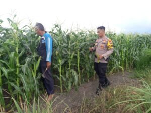 Polresta Sidoarjo Dorong Swasembada Pangan, Polisi Turun Langsung Dampingi Petani Jagung